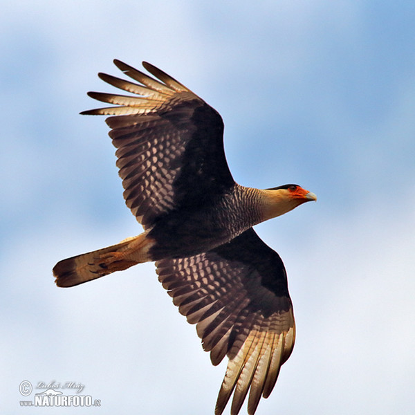 Southern Caracara (Caracara plancus)