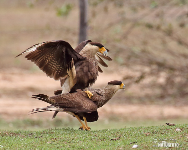 Southern Caracara (Caracara plancus)