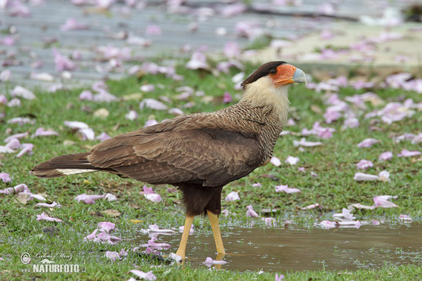 Southern Caracara (Caracara plancus)