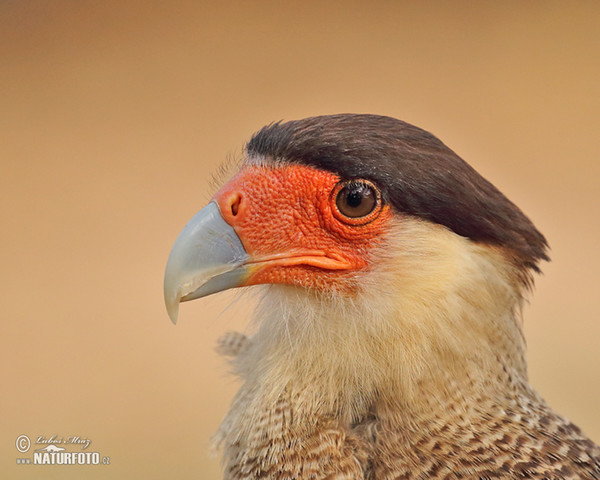 Southern Caracara (Caracara plancus)