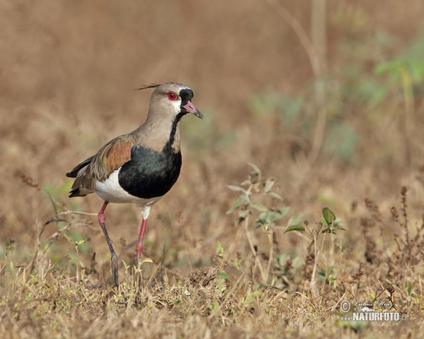 Southern Lapwing (Vanellus chilensis)