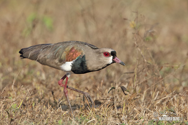 Southern Lapwing (Vanellus chilensis)