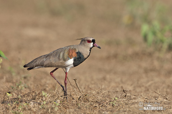 Southern Lapwing (Vanellus chilensis)