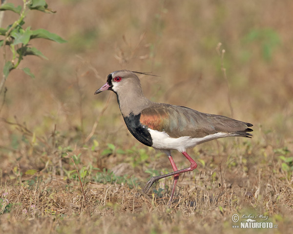 Southern Lapwing (Vanellus chilensis)