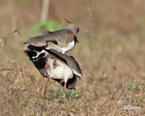 Southern Lapwing (Vanellus chilensis)