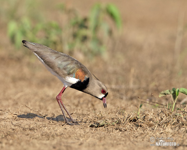 Southern Lapwing (Vanellus chilensis)