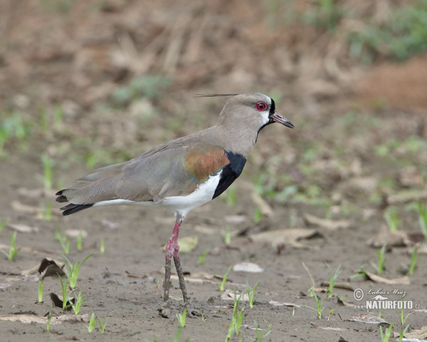 Southern Lapwing (Vanellus chilensis)