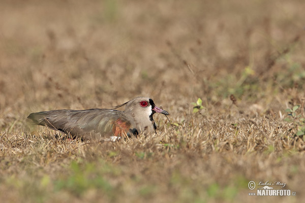 Southern Lapwing (Vanellus chilensis)