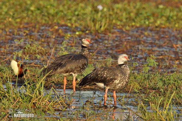 Southern Screamer (Chauna torquata)