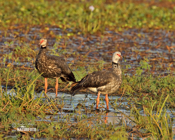 Southern Screamer (Chauna torquata)