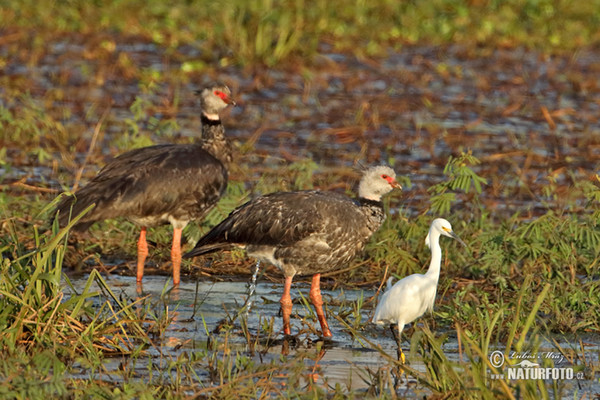 Southern Screamer (Chauna torquata)