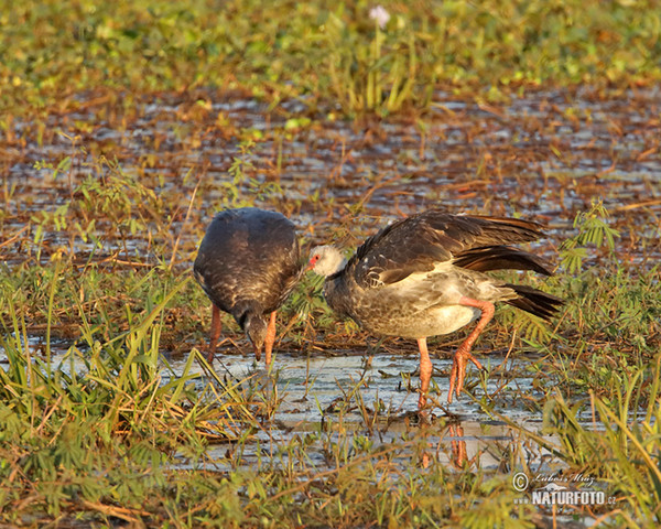 Southern Screamer (Chauna torquata)