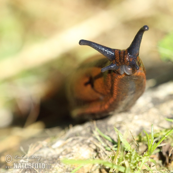 Spanish Slug (Arion lusitanicus)