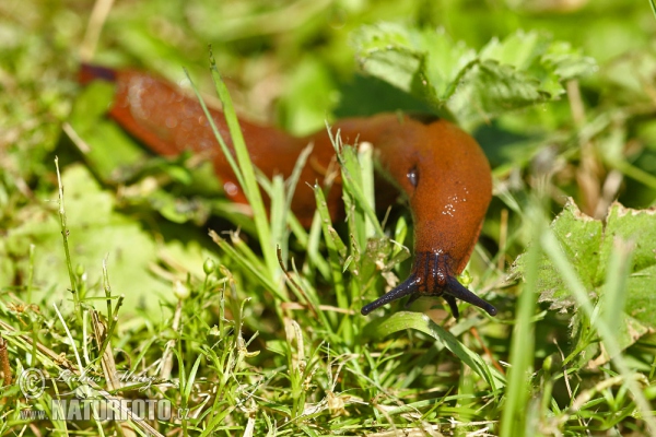 Spanish Slug (Arion lusitanicus)