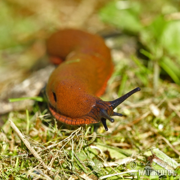 Spanish Slug (Arion lusitanicus)