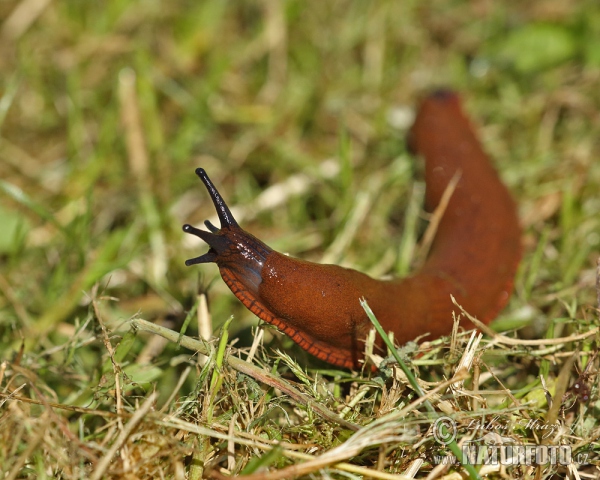 Spanish Slug (Arion lusitanicus)