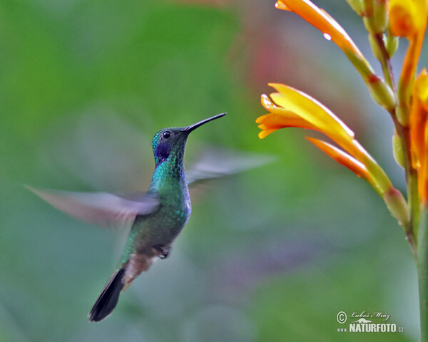 Sparkling Violet-ear (Colibri coruscans)