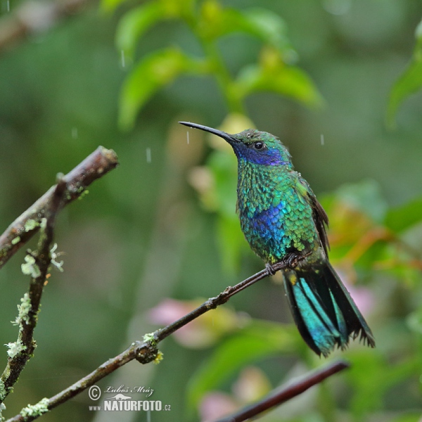 Sparkling Violet-ear (Colibri coruscans)