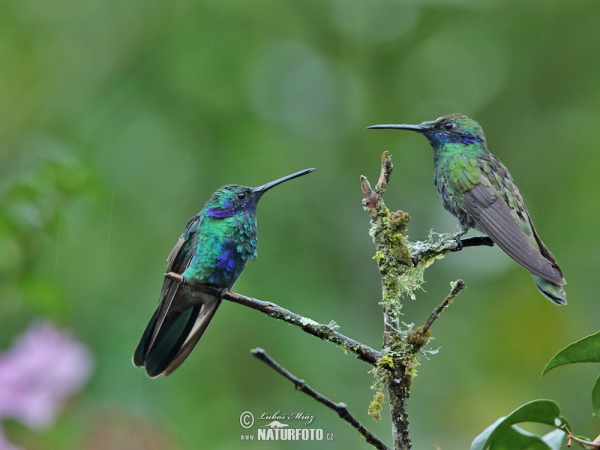 Sparkling Violet-ear (Colibri coruscans)