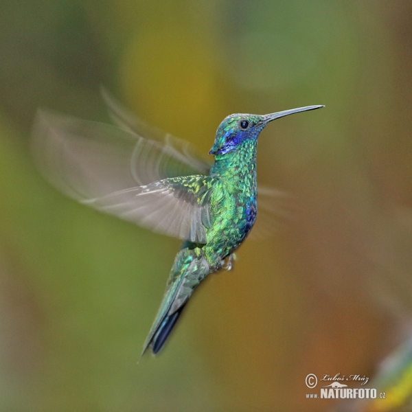 Sparkling Violet-ear (Colibri coruscans)