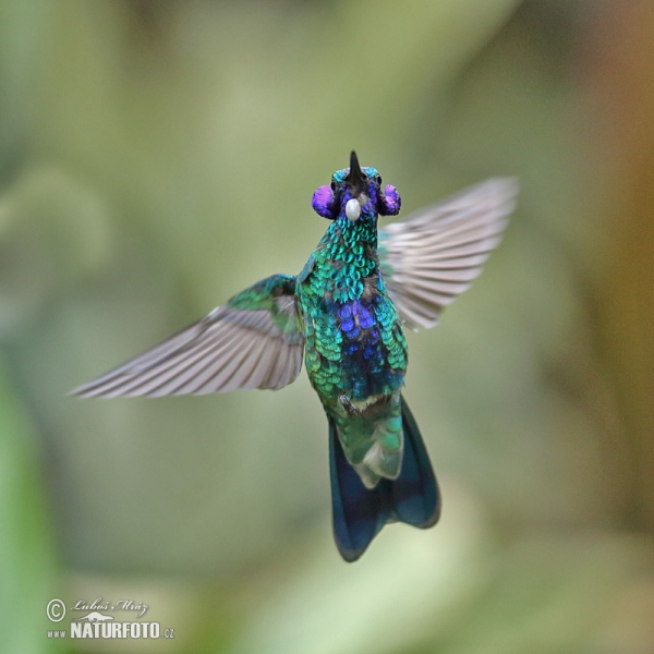 Sparkling Violet-ear (Colibri coruscans)