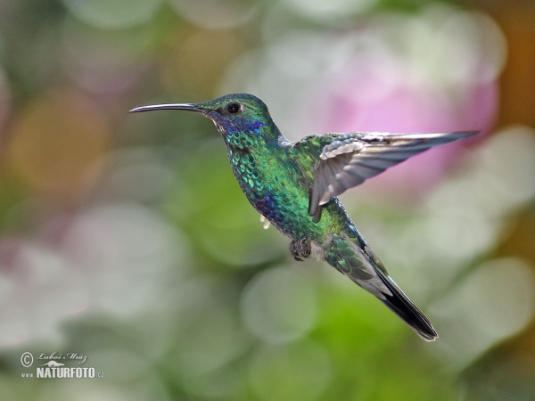 Sparkling Violet-ear (Colibri coruscans)