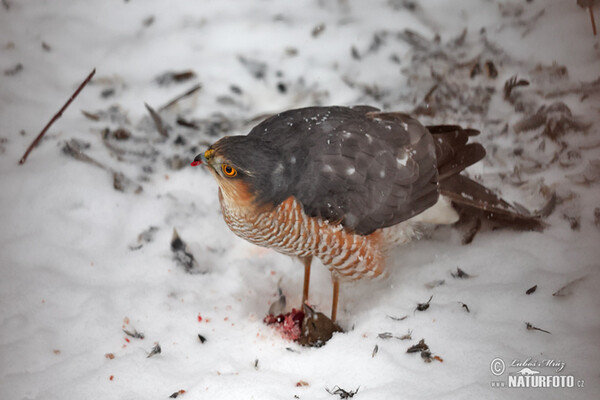 Sparrowhawk (Accipiter nisus)