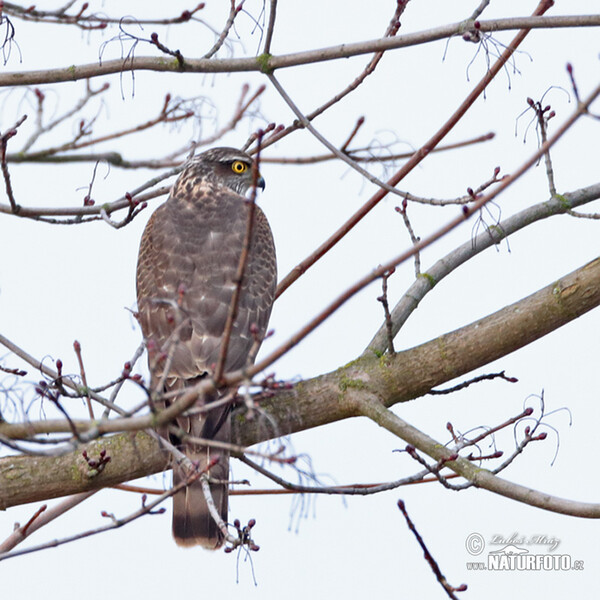 Sparrowhawk (Accipiter nisus)