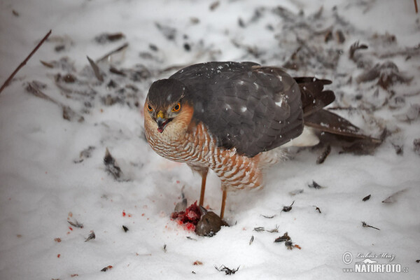 Sparrowhawk (Accipiter nisus)