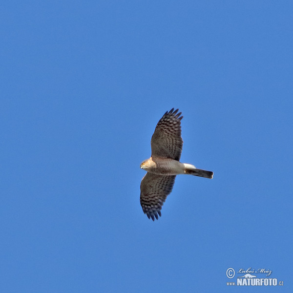 Sparrowhawk (Accipiter nisus)