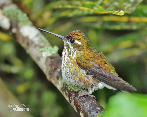 Speckled Hummingbird (Adelomyia melanogenys)