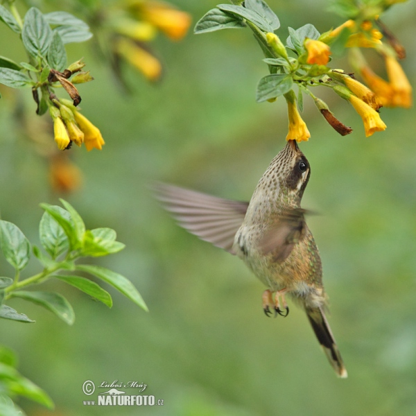 Speckled Hummingbird (Adelomyia melanogenys)