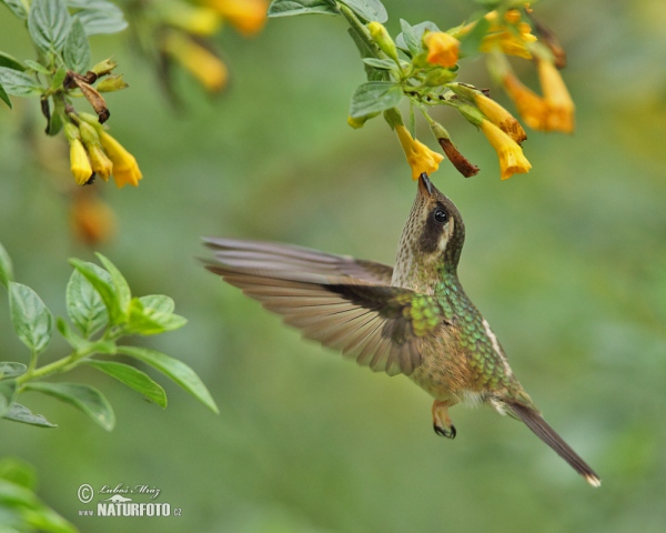 Speckled Hummingbird (Adelomyia melanogenys)