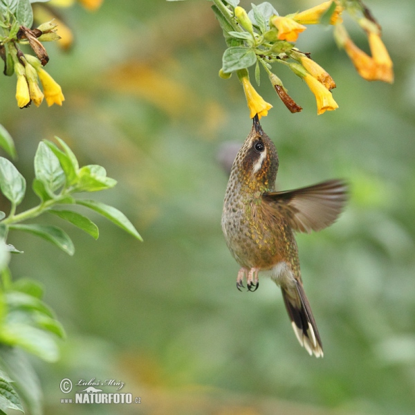 Speckled Hummingbird (Adelomyia melanogenys)