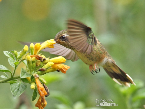 Speckled Hummingbird (Adelomyia melanogenys)
