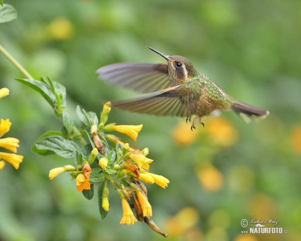 Speckled Hummingbird (Adelomyia melanogenys)