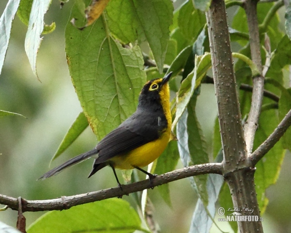 Spectacled Redstar (Myioborus melanocephalus)