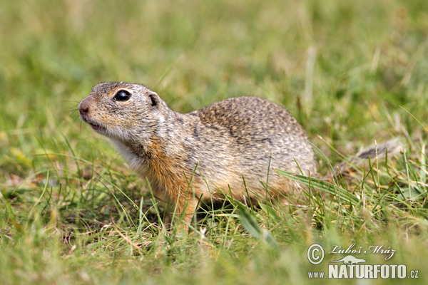 Spermophilus citellus