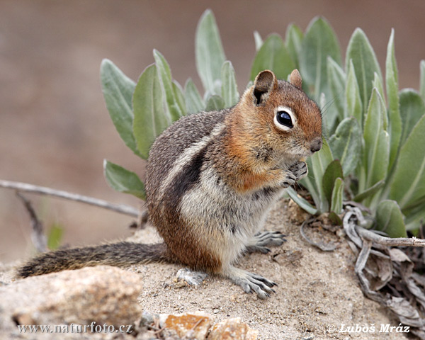 Spermophilus lateralis