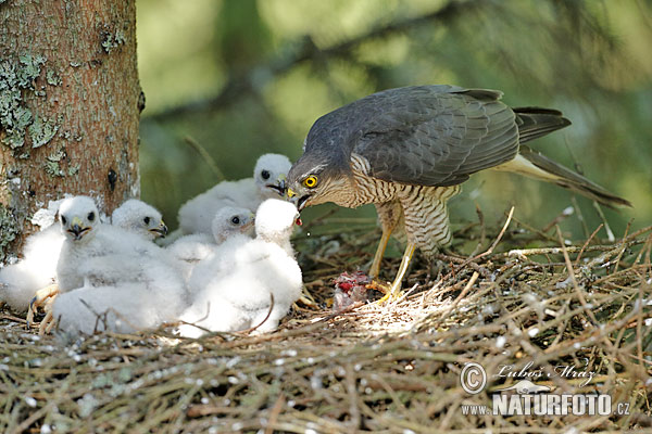 Sperwer roofvogel