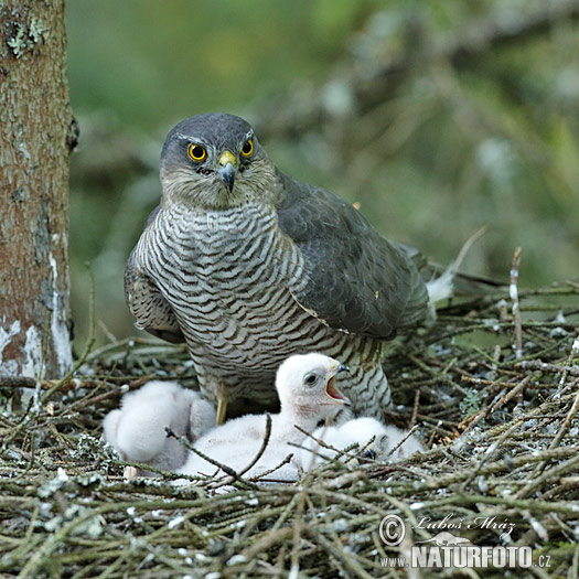 Sperwer roofvogel