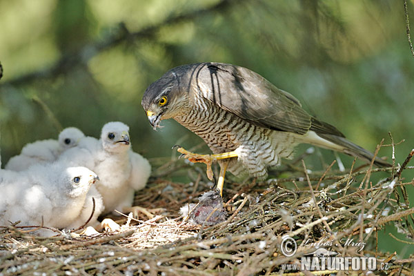 Sperwer roofvogel