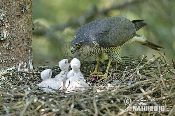 Sperwer roofvogel