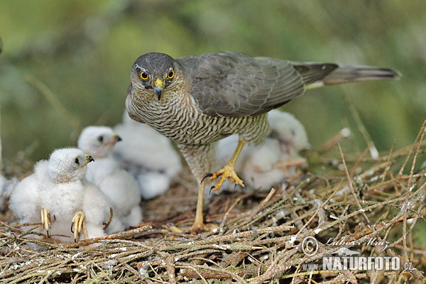 Sperwer roofvogel