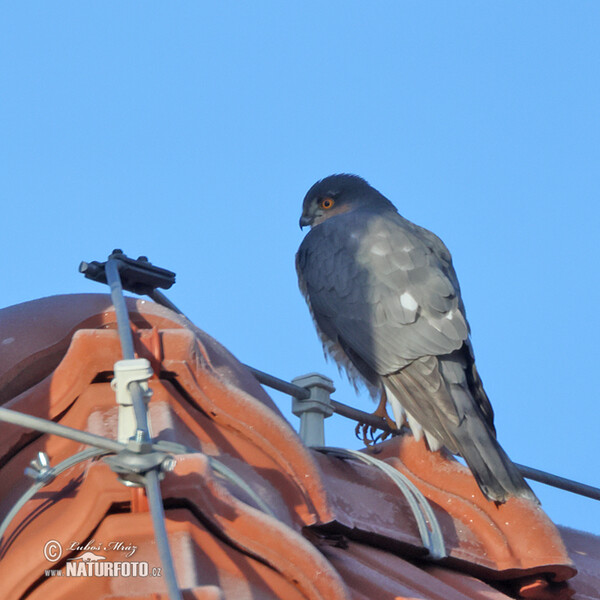 Sperwer roofvogel