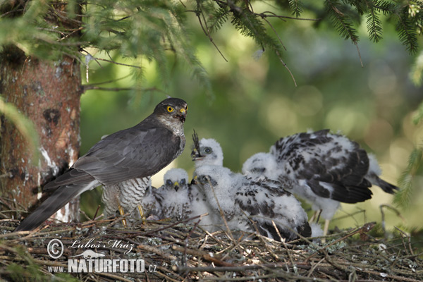 Sperwer roofvogel