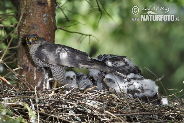 Sperwer roofvogel