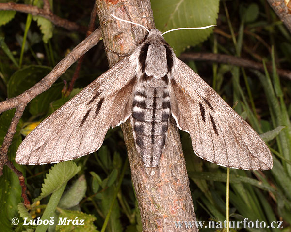 Sphinx pilastri Hyloicus pinastri