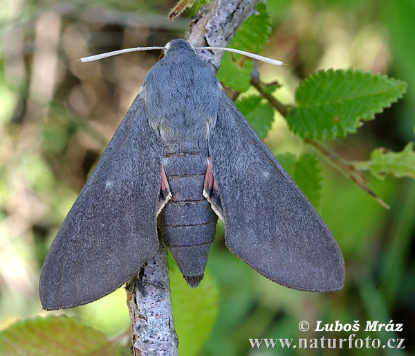 Sphinx vespertilio