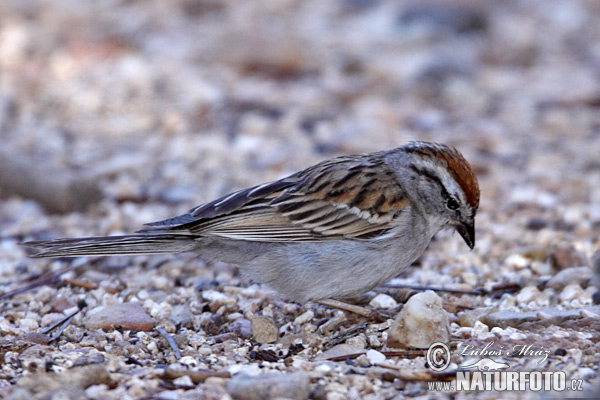 Spizella passerina